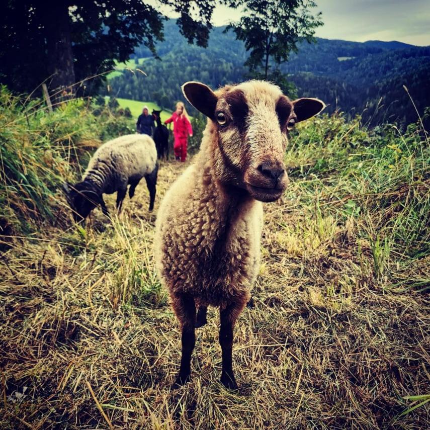 Erlebnisbauernhof Gutschi Ranch Kamp エクステリア 写真