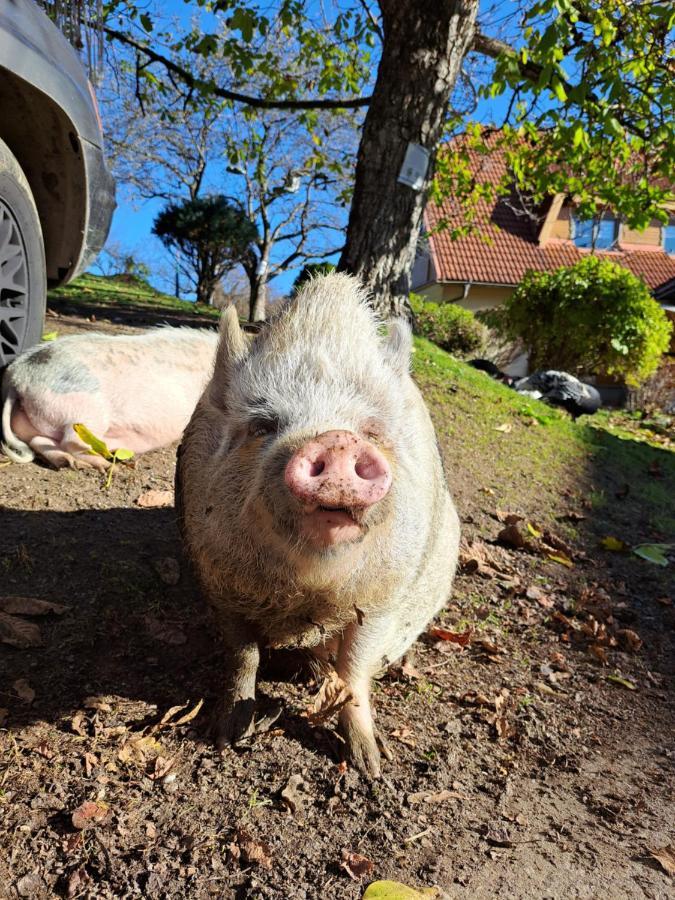 Erlebnisbauernhof Gutschi Ranch Kamp エクステリア 写真