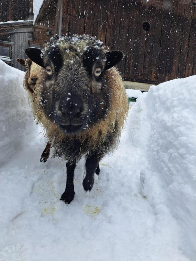 Erlebnisbauernhof Gutschi Ranch Kamp エクステリア 写真