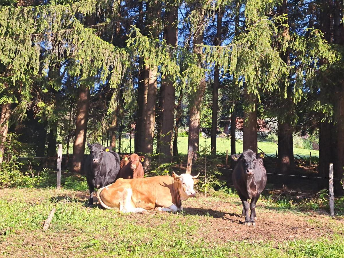 Erlebnisbauernhof Gutschi Ranch Kamp エクステリア 写真